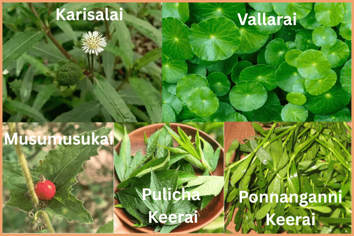 Wisdom Herbs