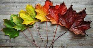 Is Embracing Life's Impermanence Considered a Route to Understanding and Kindness?