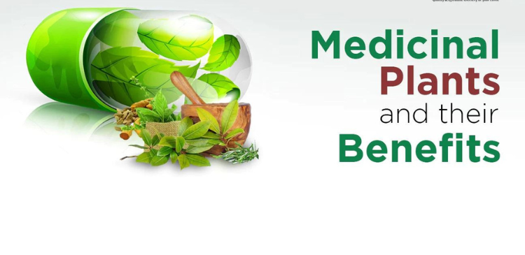 Explore the incredible potential of ancient medicinal plants, including Sanjeevini and Vaira Dhegi, and unlock their healing secrets for a healthier life.