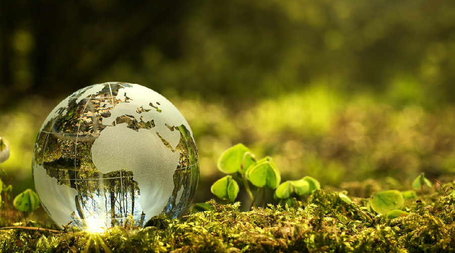 Can you talk to trees for a nature connection?