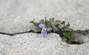 Can one embrace spiritual wisdom amidst the material world?