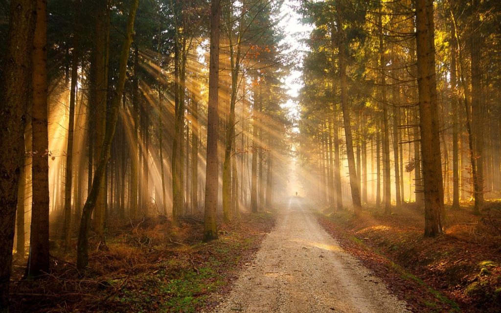 How do patience transformation and compassion shape the path to divinity?