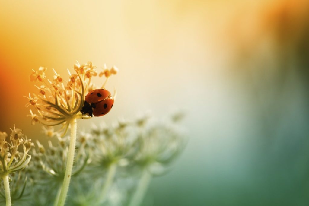 Why are humility and kindness important?