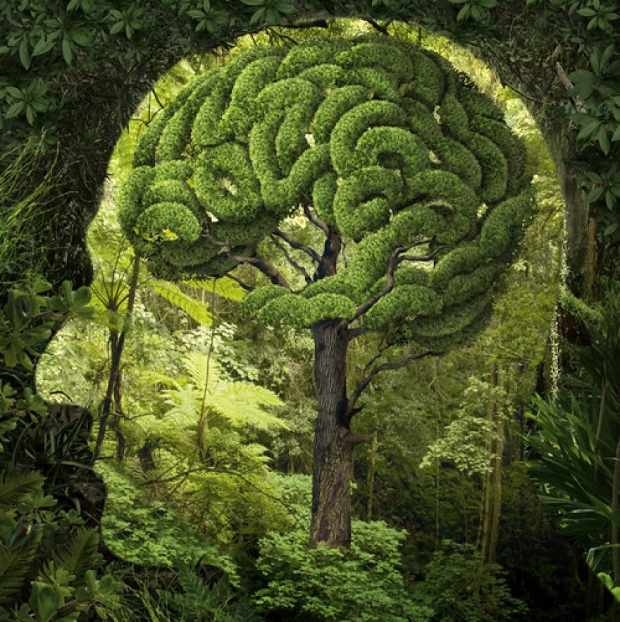 What is the nature of the mind?