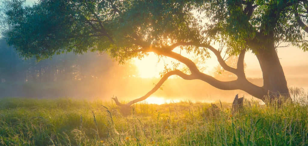 Can We Communicate with Trees and Harness the Power of Nature?