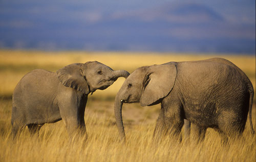 Is human compassion decreasing as empathy for animals increases?