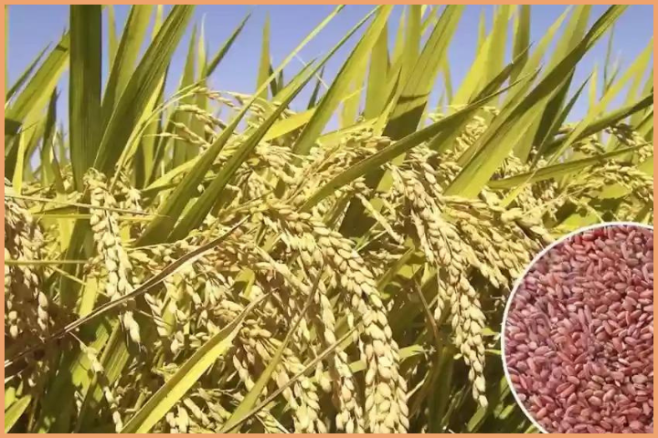 Mappillai Samba Rice Plant