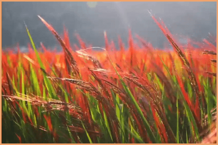 Red Rice Grains