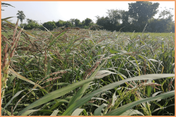 Karuppu Kavuni Paddy field