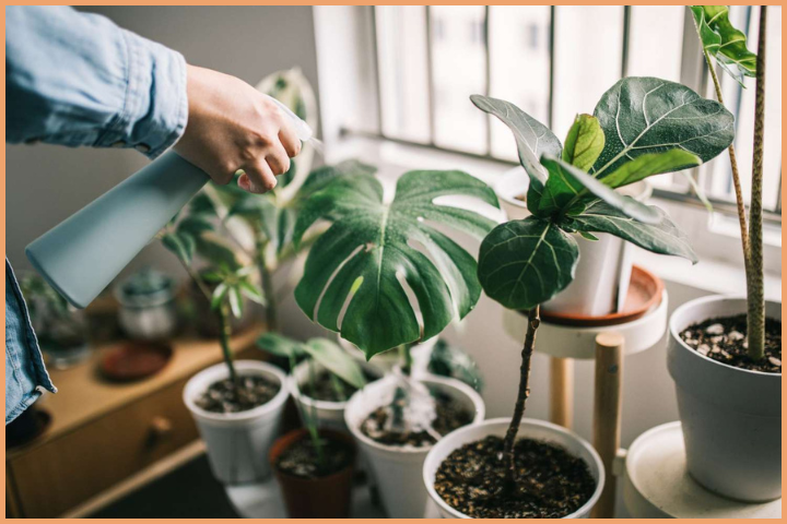Decorate your home with little plants and to attract the postive energy