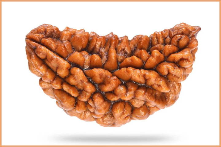 1 Mukhi Rudraksha