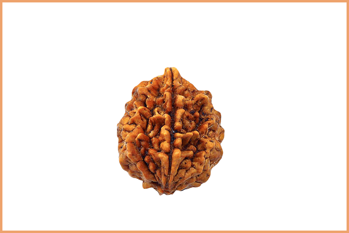 2 Mukhi Rudraksha (2)