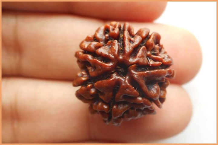 7 Mukhi Bead for Attracting Wealth