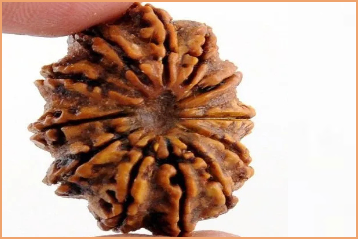 12 Mukhi Rudraksha for Leadership