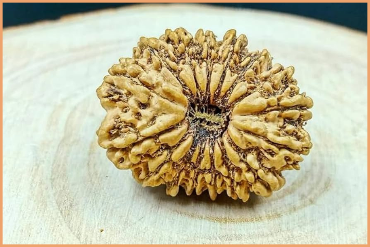 16 Mukhi Bead