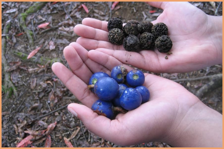 Rudraksha