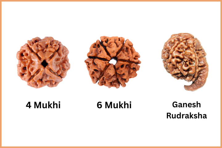 3 different types of Rudraksha for students