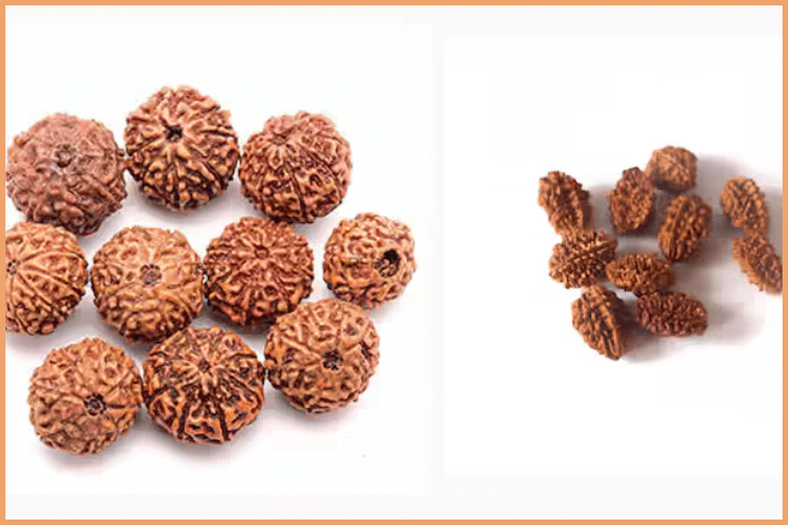 Difference between Rudraksha and Bhadraksha (4)