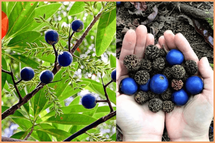 Rudraksha Origin
