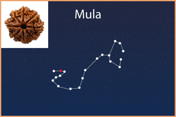 Mula Nakshatra - 8 Mukhi Rudraksha