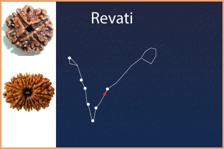 Revati Nakshatra - 4 and 19 Mukhi