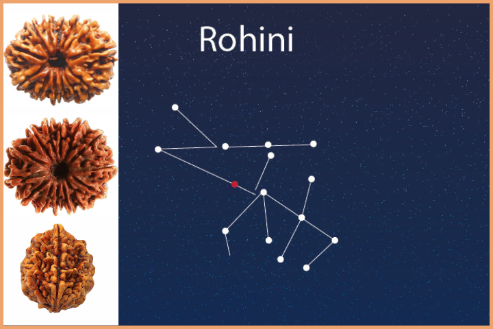 Rudraksha according to Nakshatra Rohini