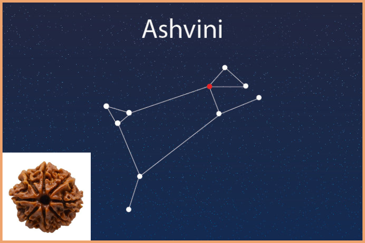 Rudraksha according to Nakshatra Ashvini