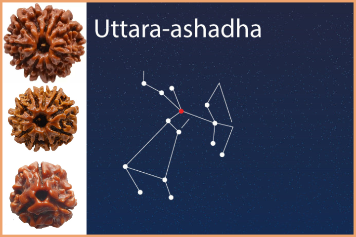 Uttarashada Nakshatra - 3 Mukhi, 12 Mukhi, or 11 Mukhi Rudraksha