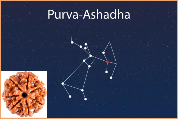 Purvashada Nakshatr - 7 Mukhi