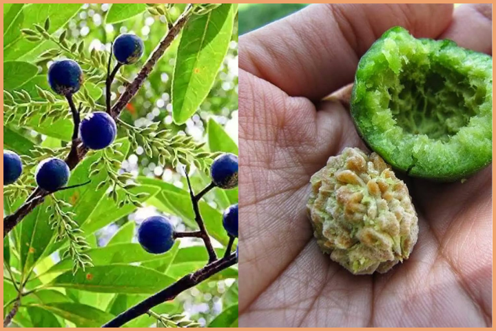 Fruit from Elaeocarpus Ganitrus Tree