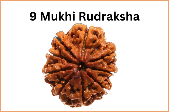 Types of Rudraksha (10)