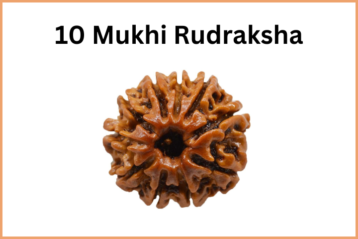 Types of Rudraksha (11)