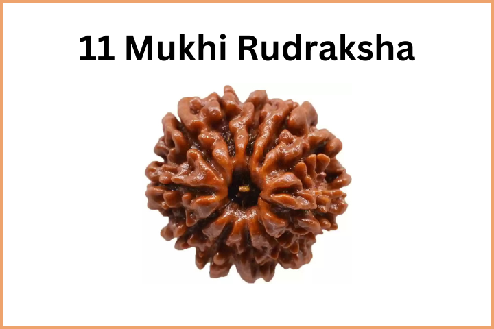 Types of Rudraksha (12)