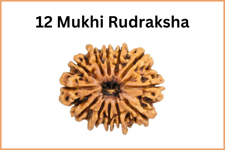 Types of Rudraksha (13)