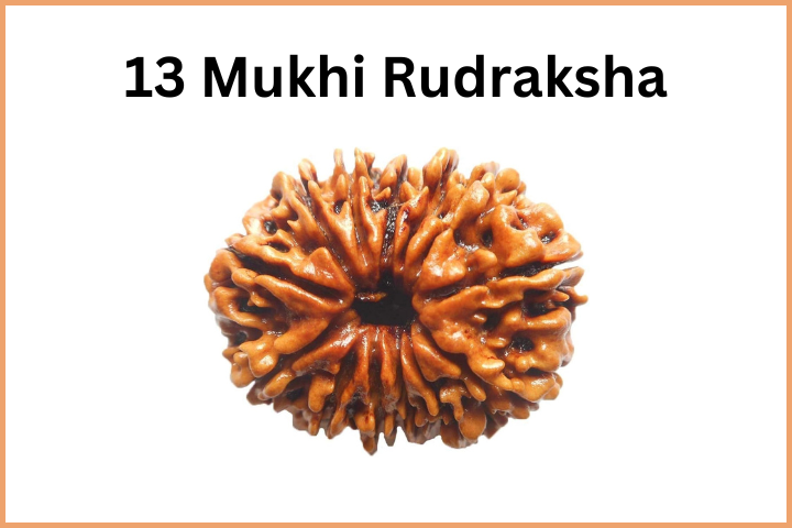Types of Rudraksha (14)
