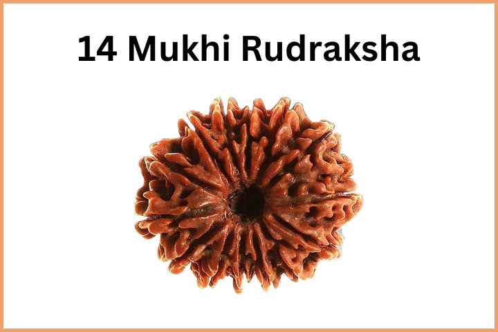Types of Rudraksha (15)