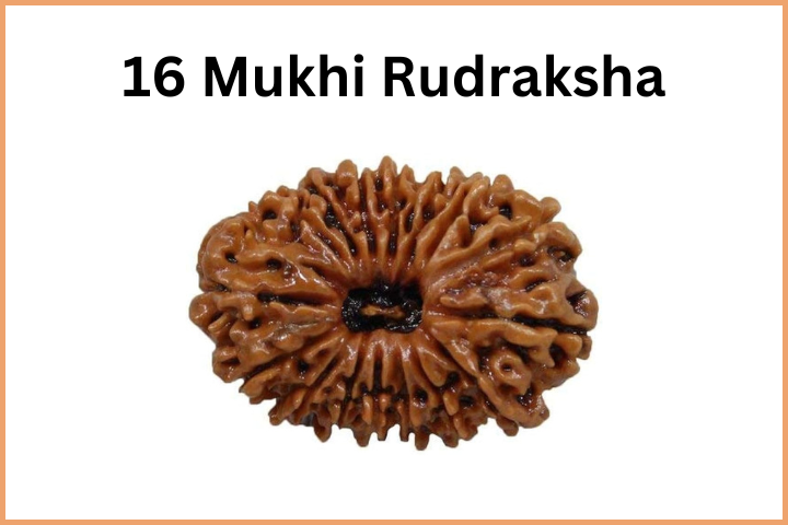 Types of Rudraksha (17)