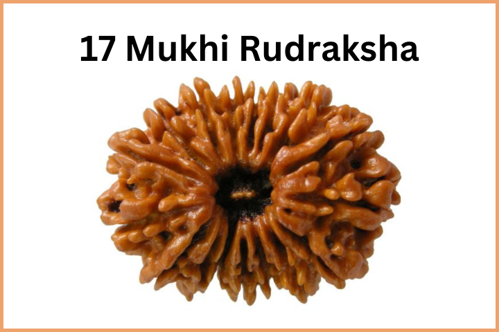 Types of Rudraksha (18)