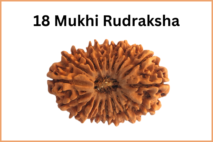 Types of Rudraksha (19)