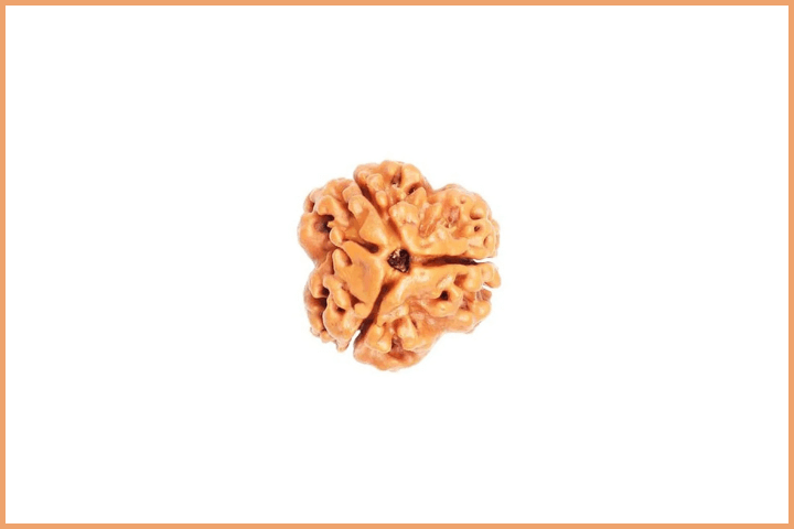 3 Mukhi Rudraksha Bead
