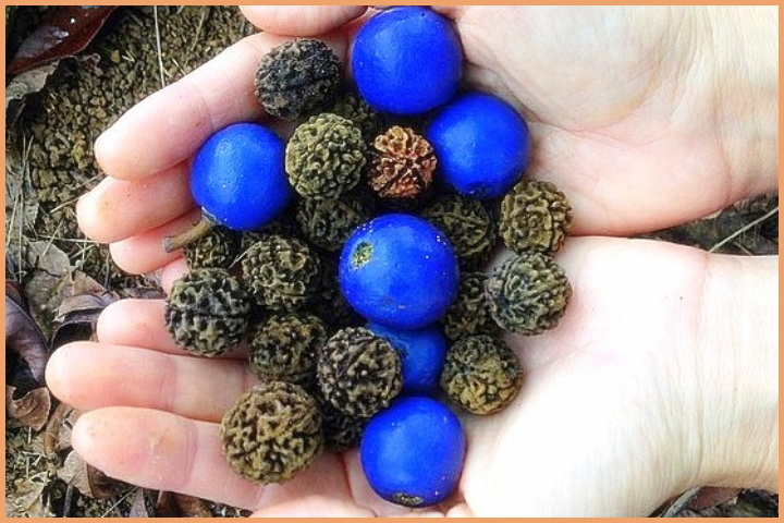 Fruit containing the Rudraksha seed