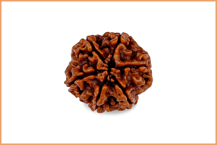 6 Mukhi Rudraksha Bead