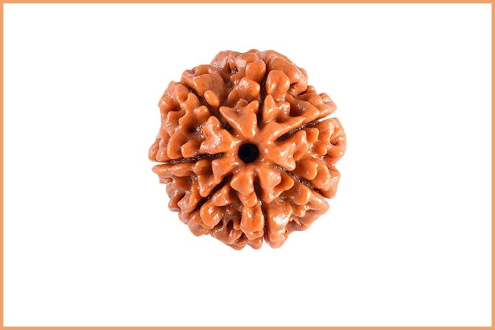 7 Mukhi Rudraksha Bead