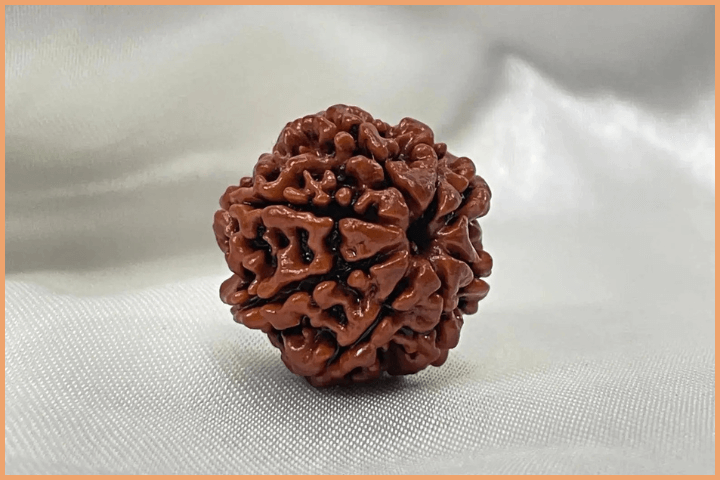 8 Mukhi Rudraksha bead