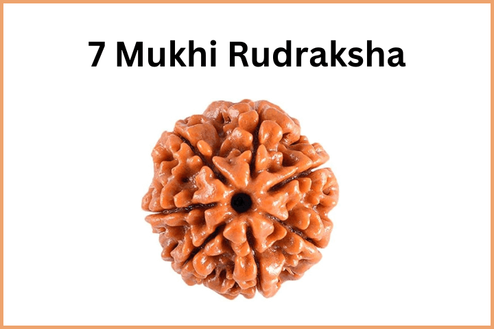 7 Mukhi bead