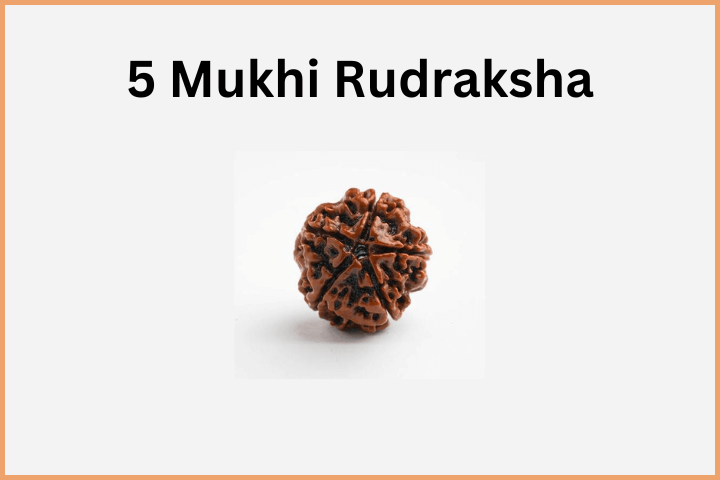 5 Mukhi bead