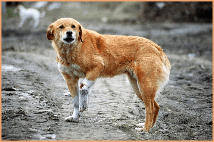 Selfless approach to compassion towards stray animals