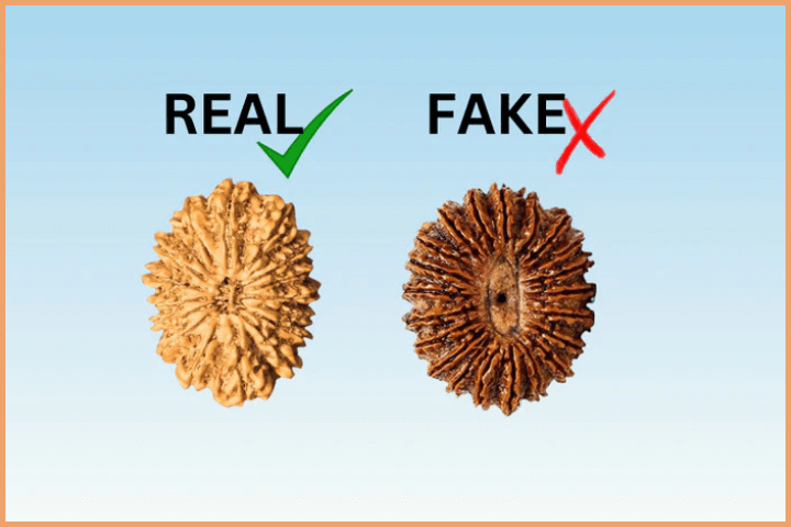 Identify the real Rudraksha bead