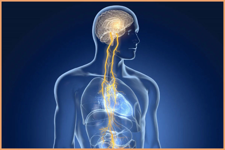 Vagus Nerve