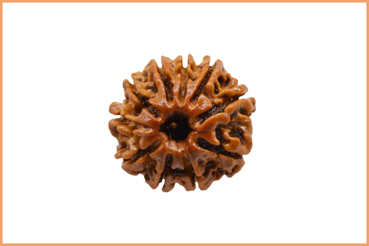 10 Mukhi Rudraksha Bead